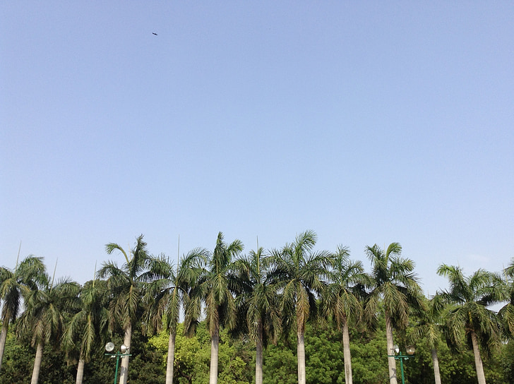 palmeres, cel, Palma, arbre, natura, verd, l'aire lliure
