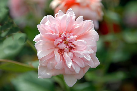 Pink rose, steg, flora, blomst, Botanisk, haven, PETAL