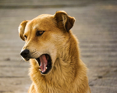 con chó, răng nanh, Barking, động vật, vật nuôi, một trong những động vật, vật nuôi