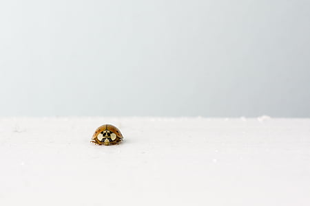 ladybeetle, κάνθαρος λαμπριτσών, Πασχαλίτσα, Πασχαλίτσα, Γούρι, τύχη, bug
