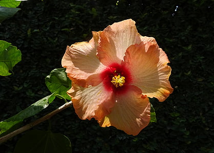 Poślubnik, persikų, gėlė, Rosa-sinensis, Kinijos rožė, floros, dharwad