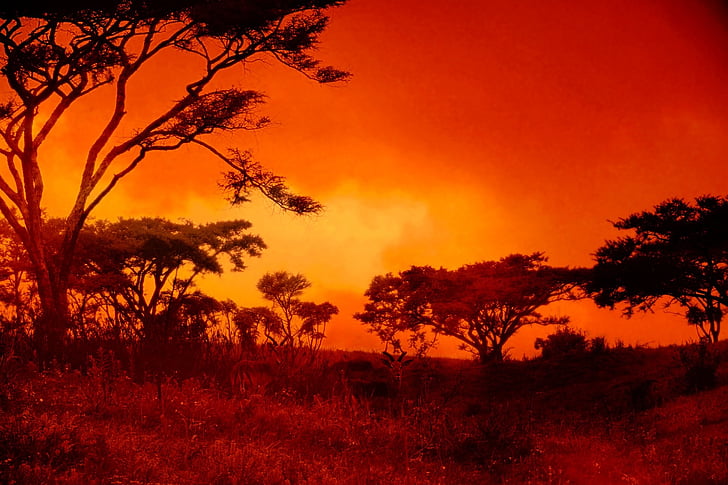 sunset, africa, landscape, red, setting sun, fiery, bush