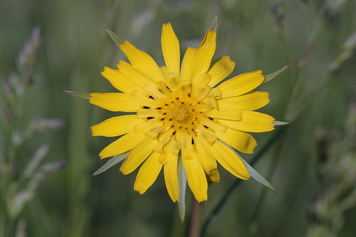 yellow, flower, sharp, the petals, single, meadow, grass