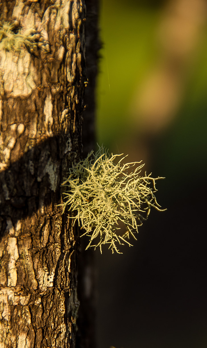 lichen, vert, délicat, plumeux, lichen de fructose, arbre, tronc