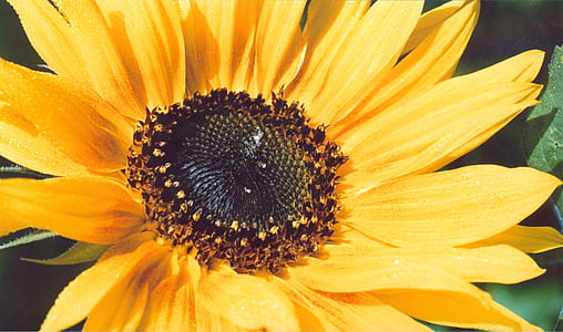 태양 꽃, 노란색, 여름, 닫기