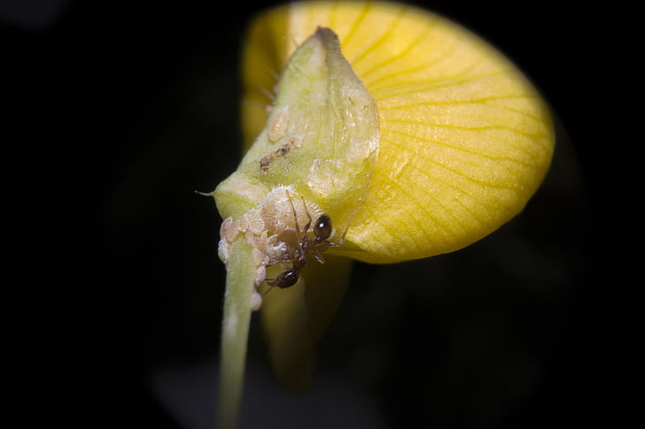 ant, yellow, material, macro, flower, insect, properties