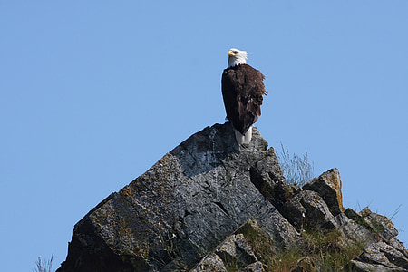 bald eagle, perched, rocks, bird, raptor, looking, wild