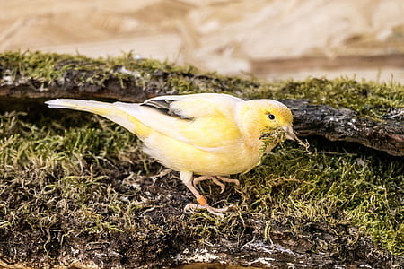 bird, canary, yellow, moss, nature, spring, wing