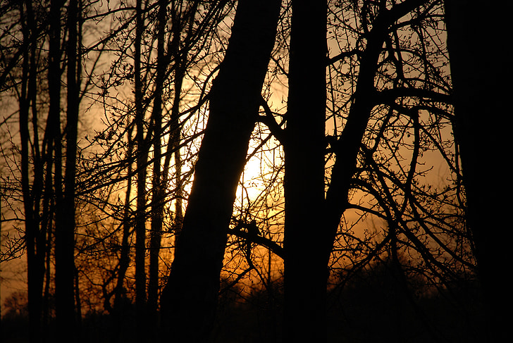 sunset, sun, nature, silhouette, tree, back Lit