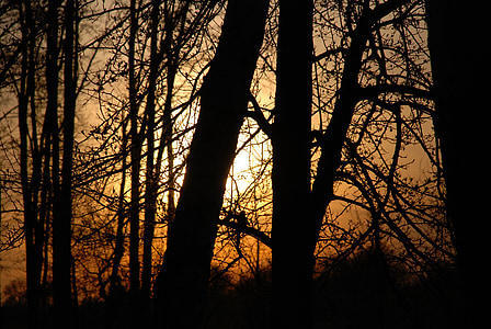 Sunset, päike, loodus, siluett, puu, tagasi valgustatud