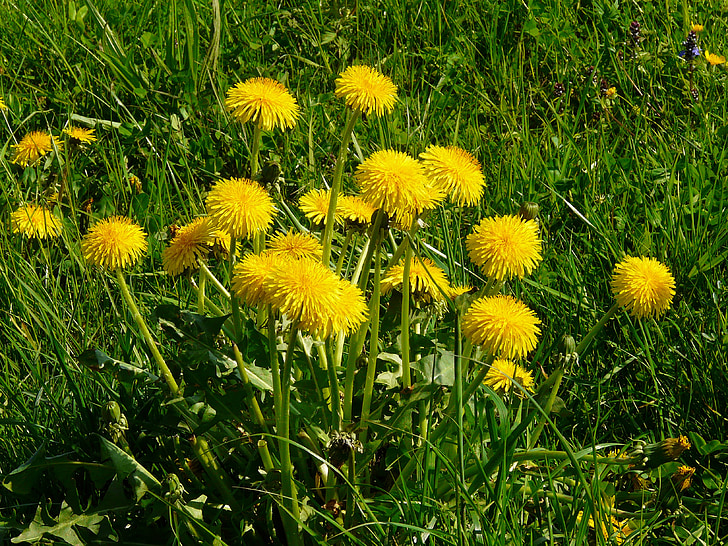 Dandelion, padang rumput, rumput, menunjuk bunga, alam, kuning, bunga