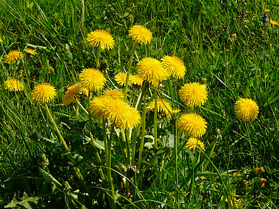 dandelion, meadow, grass, pointed flower, nature, yellow, flower