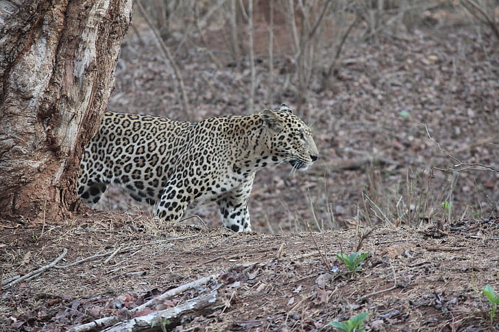 leopardo, flora y fauna, selva, naturaleza, India, África, Undomesticated gato