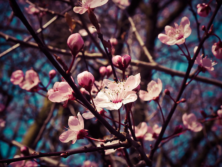 almond blossom, steinobstgewaechs, bunga, mekar, putih, Tutup, Bush