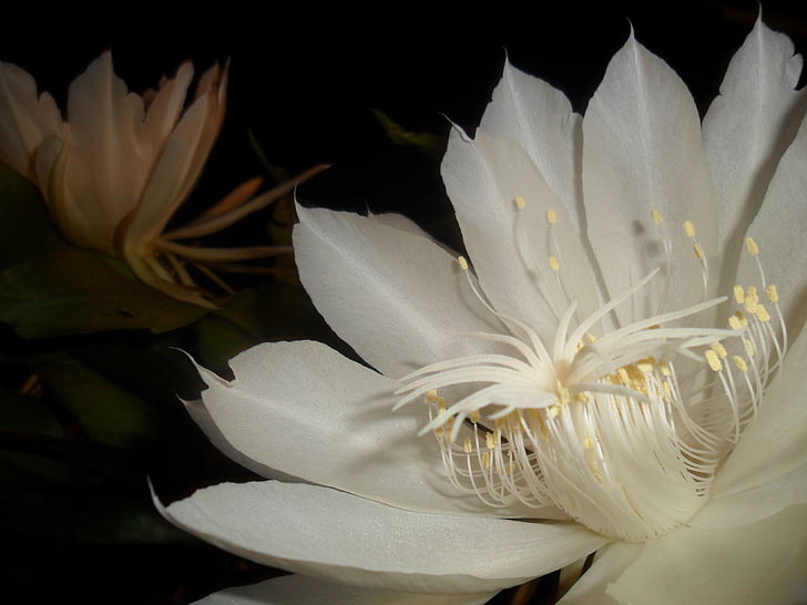 Kráľovná noci, biely kvet, kaktus, pitahaye