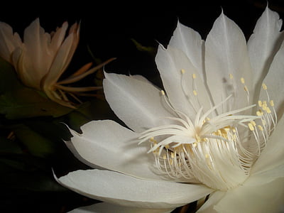 Dronningen af natten, hvid blomst, kaktus, pitahaya