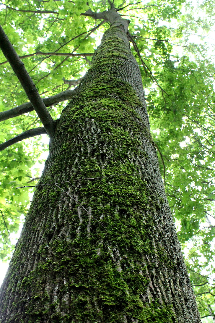 träd, trunk, Moss, tall träd, bark, Barken, skogen
