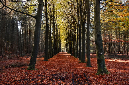 rudens, koks, meža, daba, Leaf, ārpus telpām, sezonas