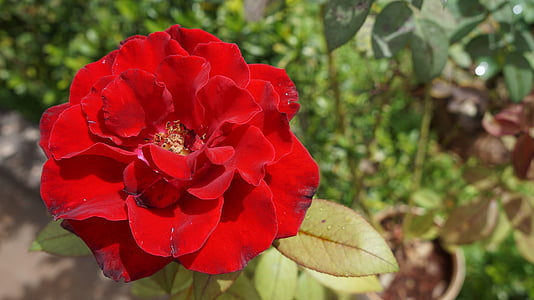 Rosa, květ, Příroda, Linda, barva růžová, růže, Thorn