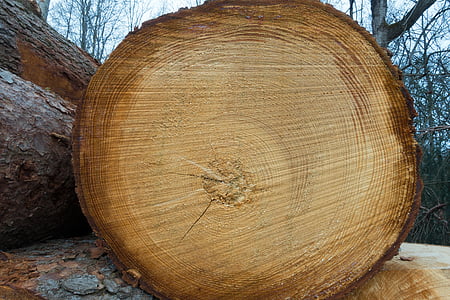 ξύλο, ξυλεία, άκρη του δάσους, holzstapel, καλλιέργεια απόθεμα, στοιβάζονται, πριόνισε από
