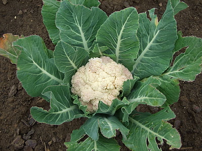 cauliflower, vegetables, vegetable, food, organic, freshness, agriculture