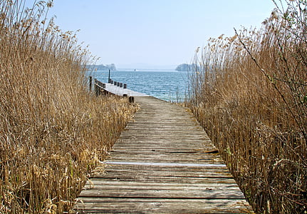Web, Reed, natur, vann, Boardwalk, vannet, Lake