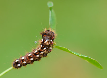Caterpillar, insekter, naturen, bakgrund, grön, liv, sommar