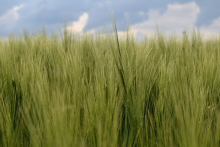 plano de fundo, Cor, azul, verde, trigo verde, campo de trigo, Primavera