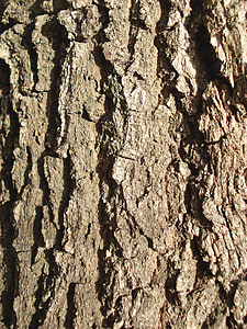 bark, trä, bakgrund, konsistens, brun, mönster, trä