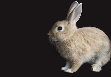 rabbit, animal, bunny, nature