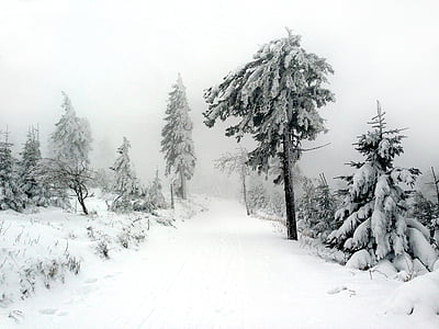 winter, snow, tree, bush, nature, wintry, fog