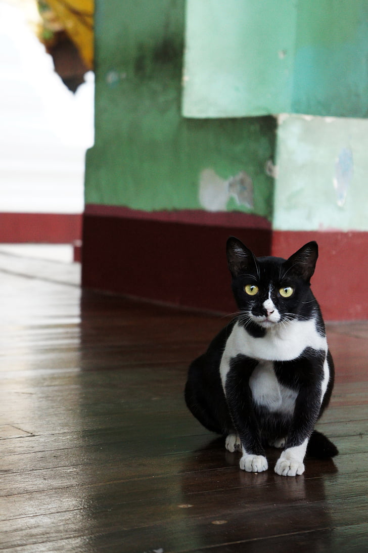 แมว, สีดำและสีขาว, แมวขาวดำ, แมวบ้าน