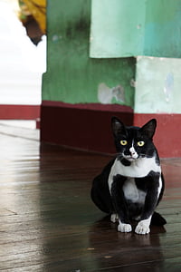 pisica, alb-negru, pisică alb-negru, mieze