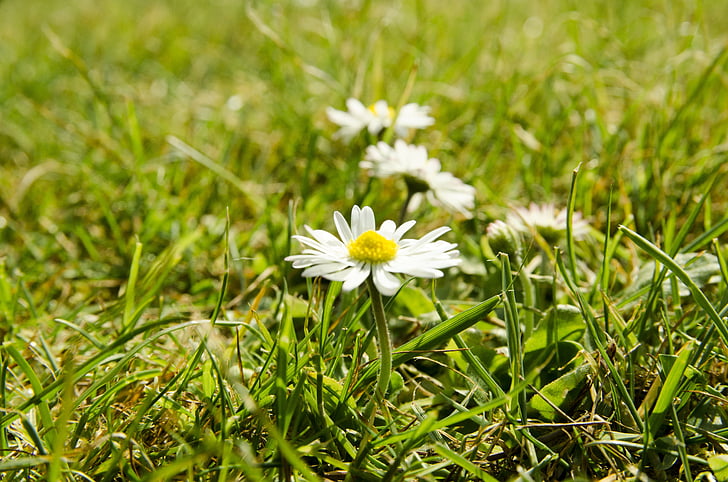 daisies, grass, summer, spring, denmark, flowers, lawn