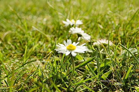 Aster, rumput, musim panas, musim semi, Denmark, bunga, rumput