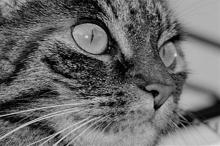 macska, PET, állat, tigris macska, házimacska, Cat szeme, bajusz