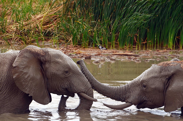 Afrika, olifant, Afrikaanse bush elephant, water, Pachyderm, wildlife fotografie, Safari