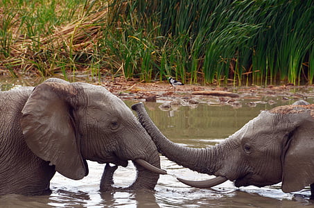 africa, elephant, african bush elephant, water, pachyderm, wildlife photography, safari