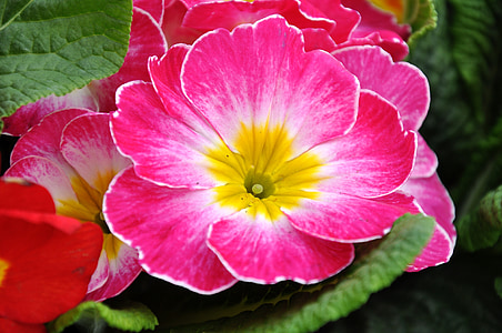 Primrose, Vårens blommor, Rosa, Primula, naturen, Anläggningen, kronblad