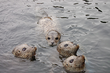 animals, seals, water, zoo, sweet, snout, north sea