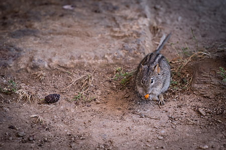 animal, mammal, mouse, strip mouse, africa, south africa, small