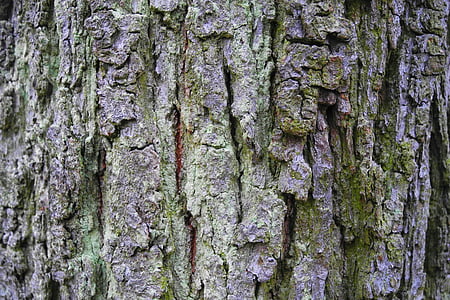 corteccia, albero, natura, legno, corteccia di albero, ceppo, tronco