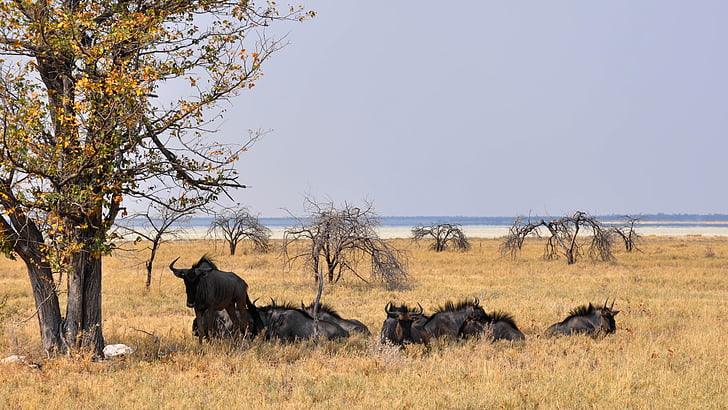 アフリカ, ナミビア, 自然, 乾燥, 国立公園, 動物, 野生動物