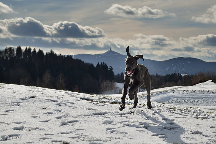 perro, Gran Danés, cachorro, nieve, Ještěd, invierno, temperatura fría