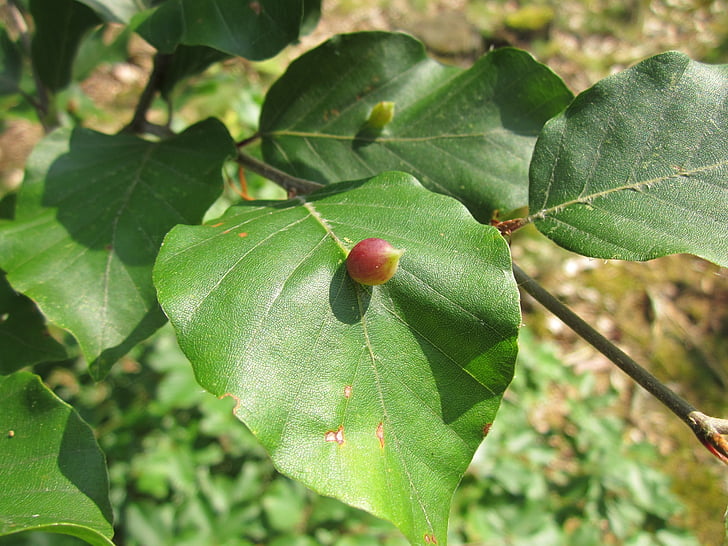 fagus sylvatica, european beech, common beech, leaves, macro, galls, plant