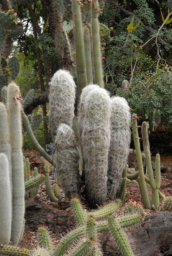 kaktusai, Andai, Peru, dykuma
