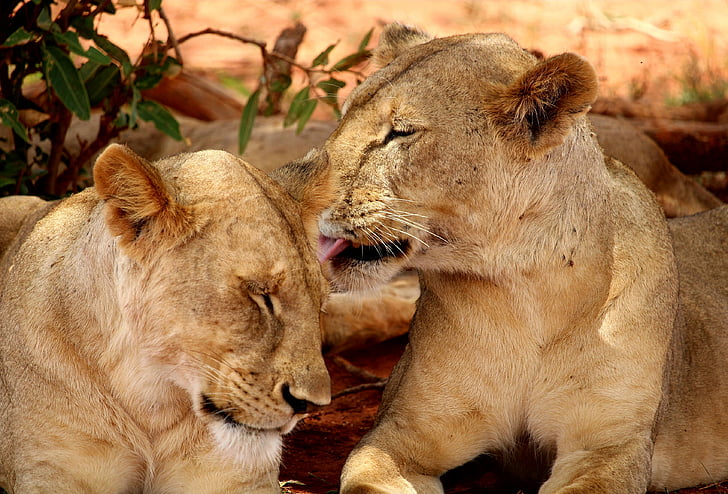 Löwe, Afrika, Safari, Tiere in freier Wildbahn, Löwe - Katze, zwei Tiere, Löwin