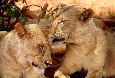 Lleó, Àfrica, Safari, animals en estat salvatge, Lleó - felí, dos animals, lleona
