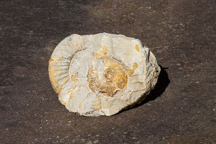 Ammonit, membatu tua, fosil, paleontologi, punah, alam