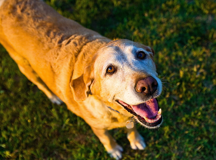 gamle hunden, gul, Lab, Labrador, Gjenerverve, Sommer, utendørs
